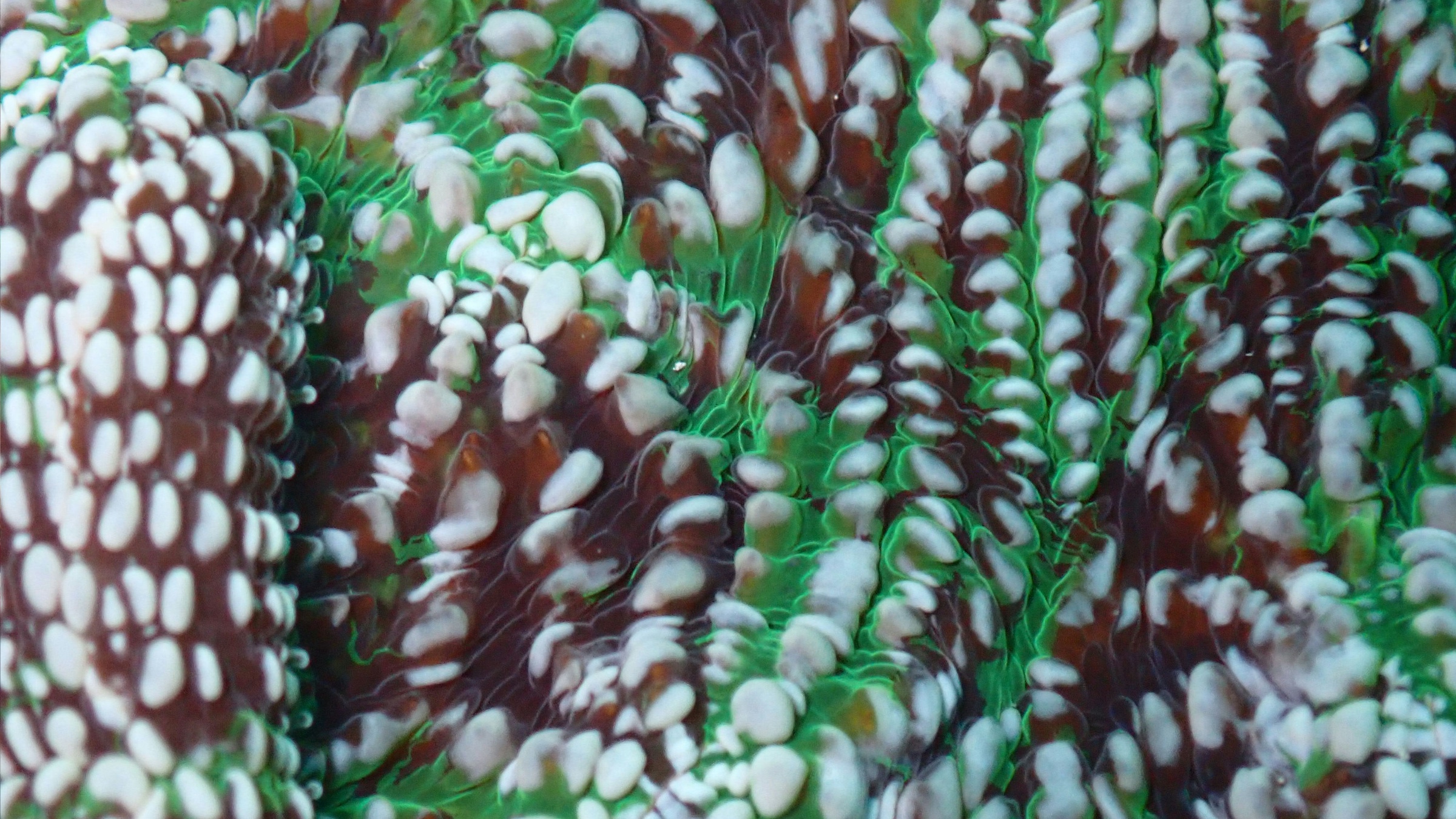 Coral Commons Fund for Reef Restoration