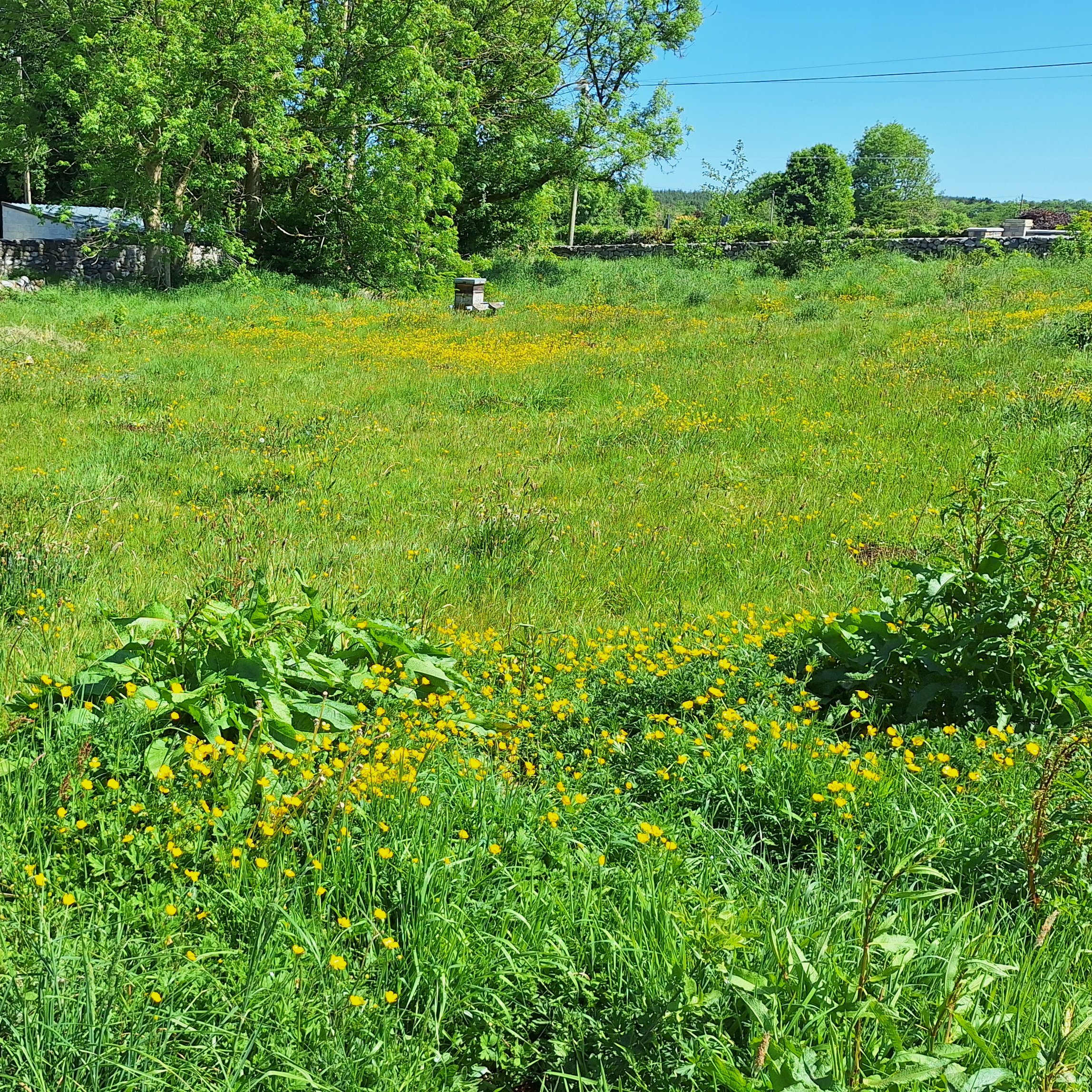 An Organic Irish Garden