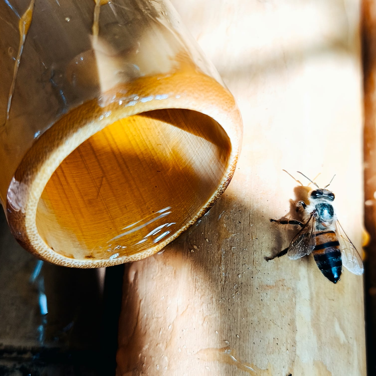 Bamboo bottle and Yucatecan honey.