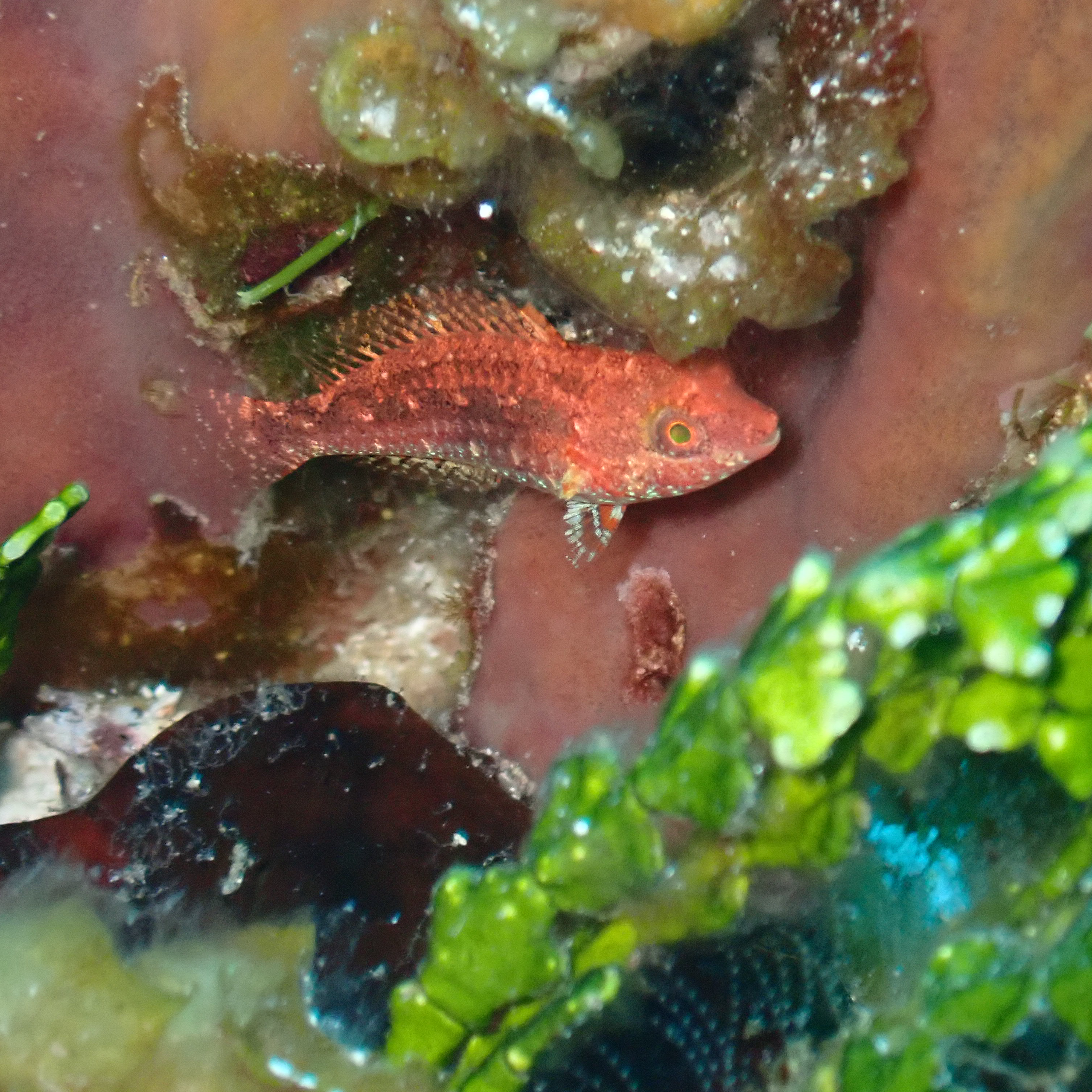 Regen Reef: Fish thriveness