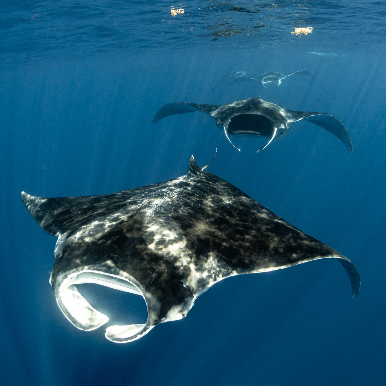 Manta Rays in the Mexican Caribbean