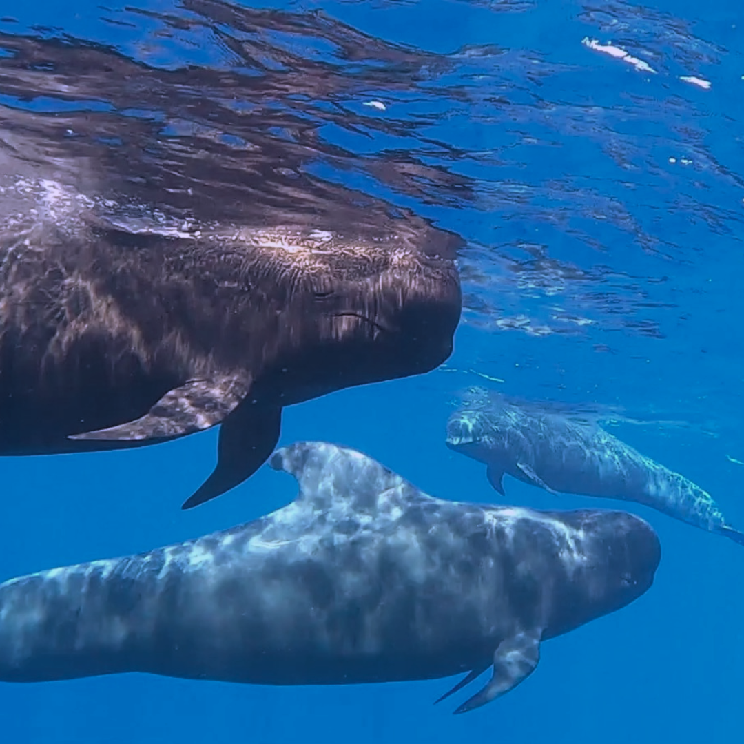 Ocean Therapy with Whales