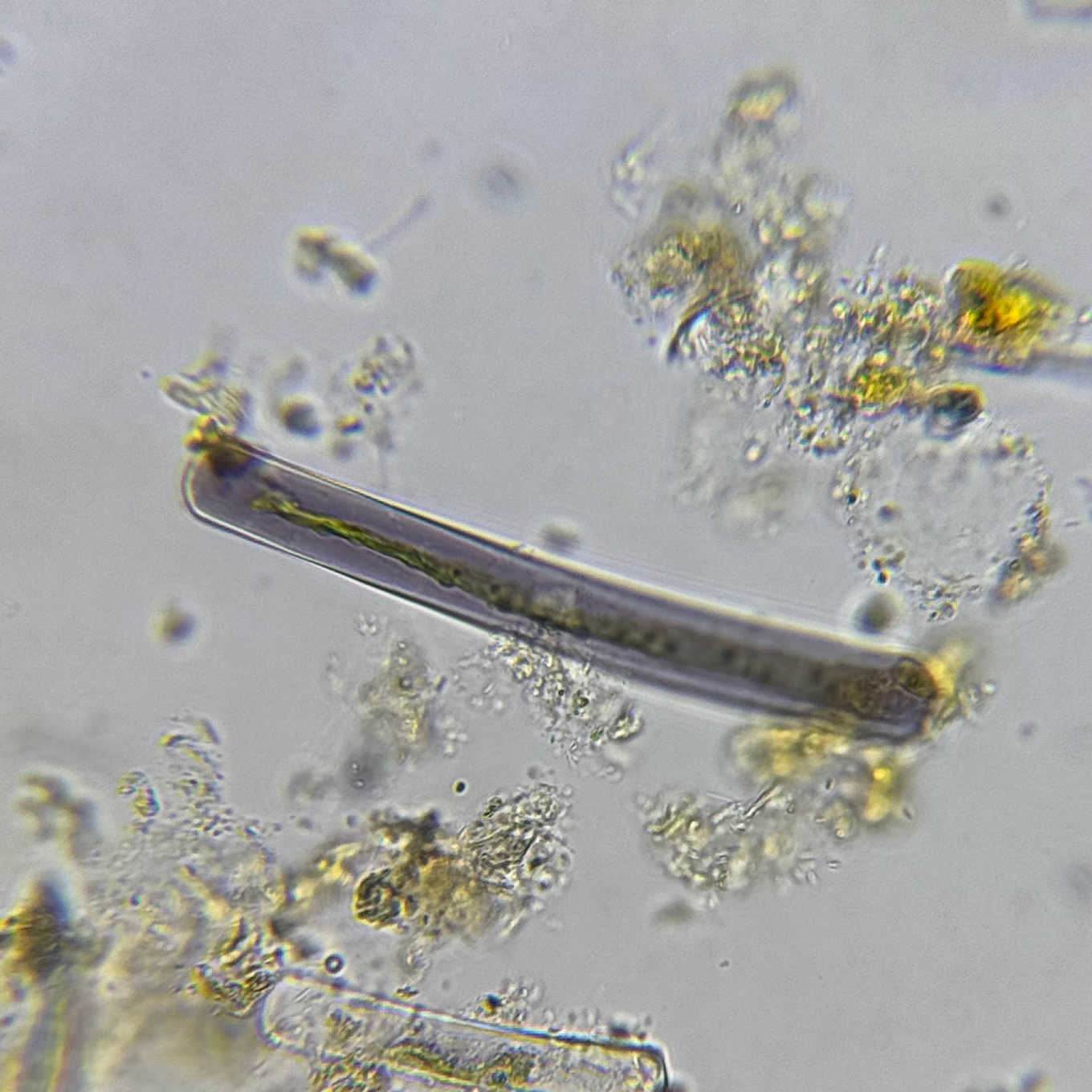 Microalgae Museum Teaser