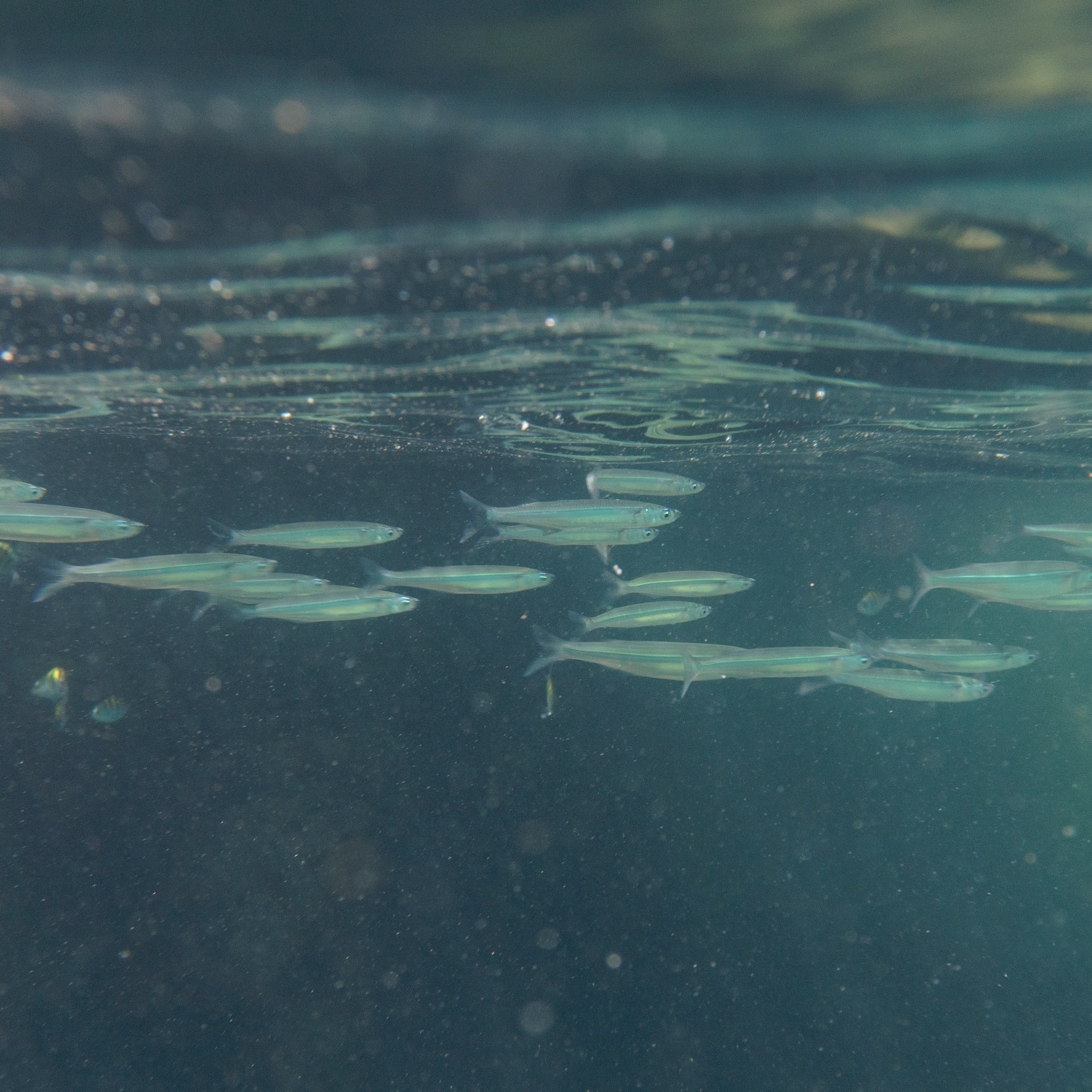 Science, art and communication: the remarkable mexican reef fishes