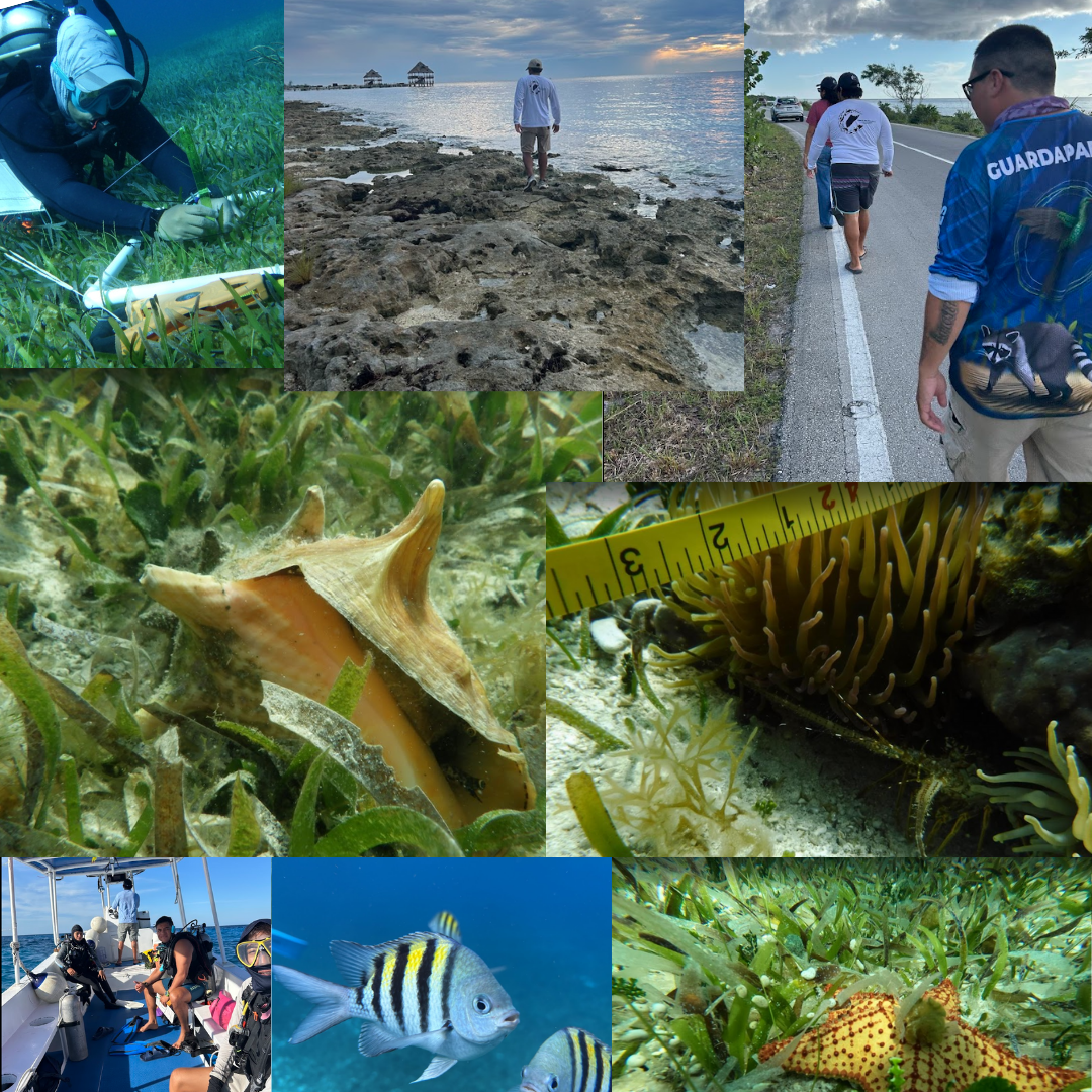 Protecting and monitoring marine ecosystems (Reef and seagrass)