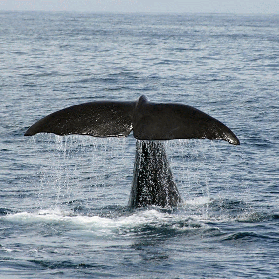 Ocean Voices