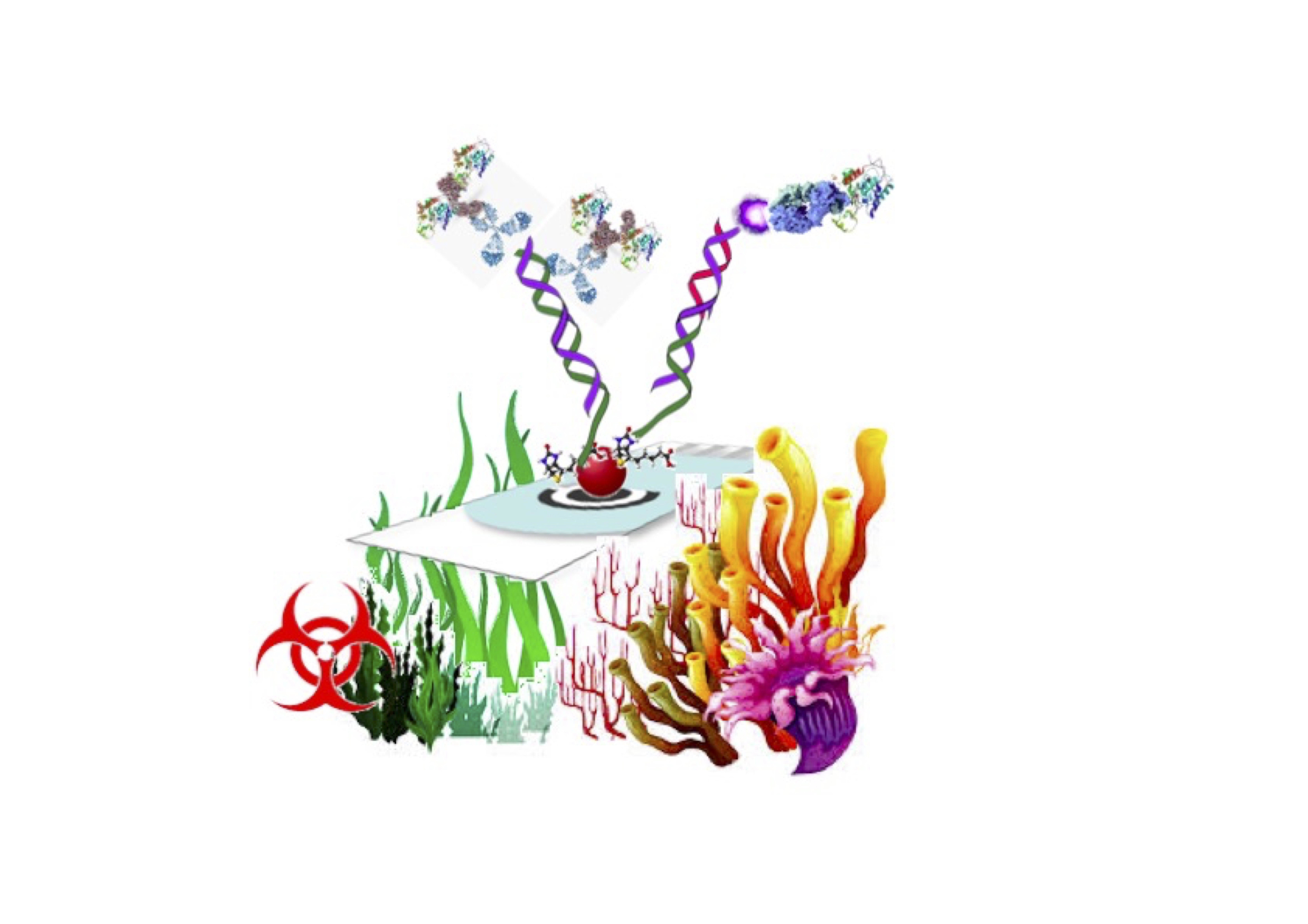 Molecular tools for detecting toxic algae to protect aquaculture