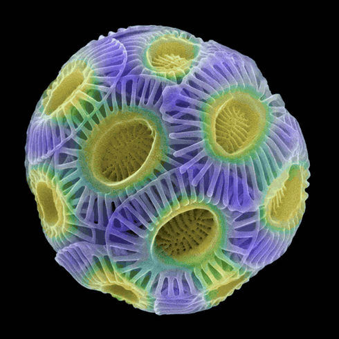 Museum of Microalgae