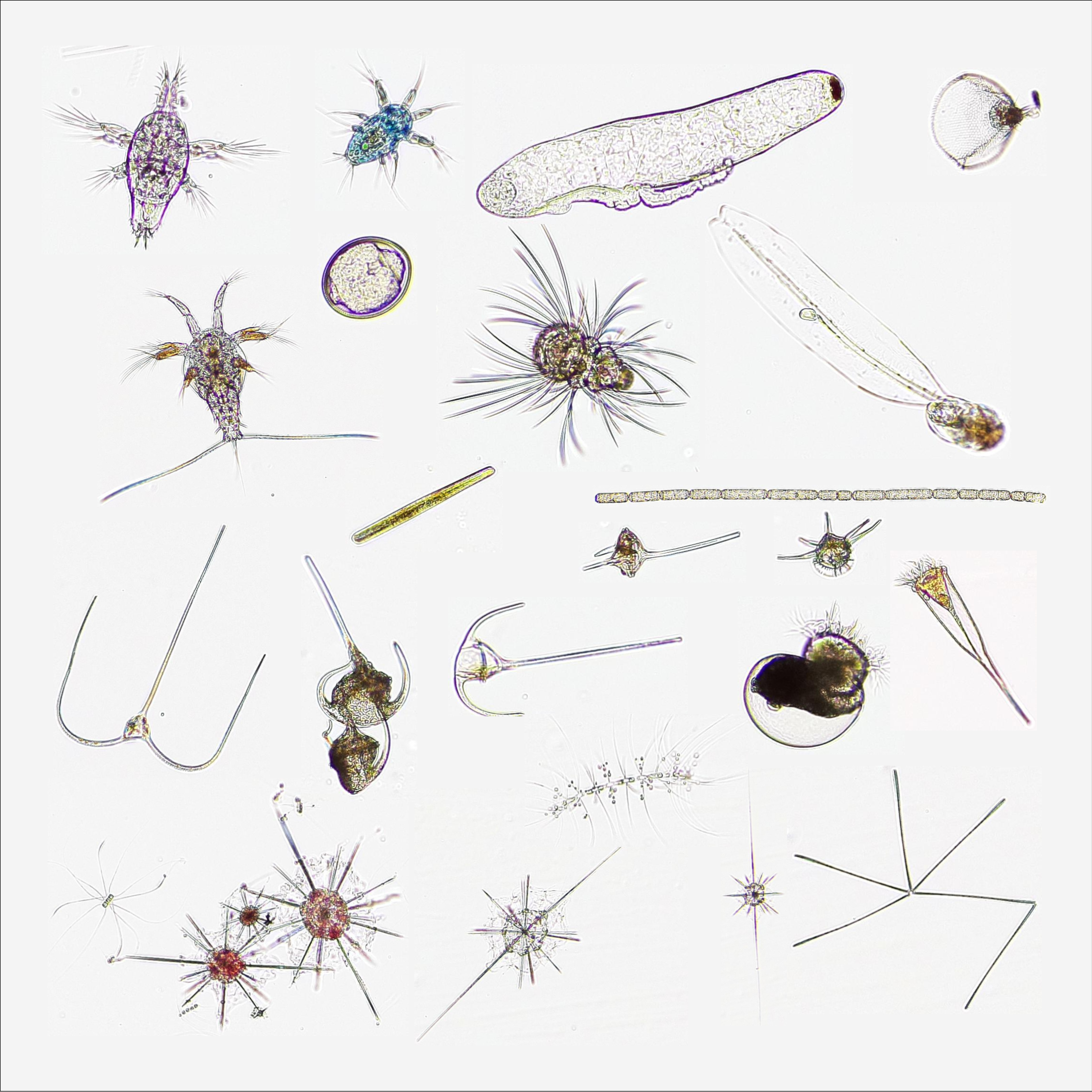 The Invisible River: A Micro-Odyssey