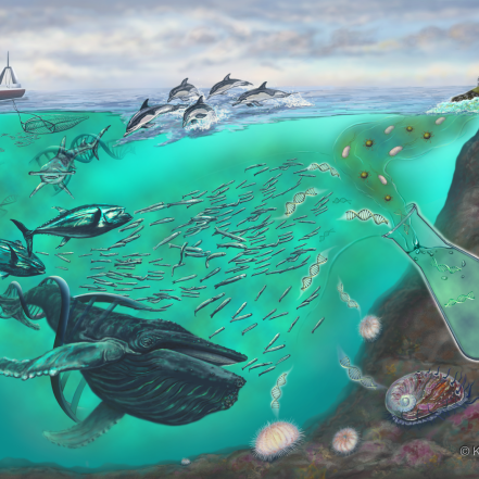 Aquatic Vertebrate Biodiversity of Coastal Lagoons in Puerto Rico with eDNA