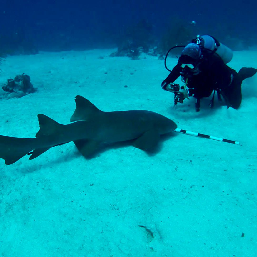 Protecting Chinchorro: One shark at the time