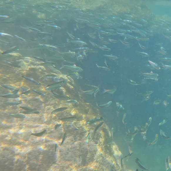 Community-based education for Gulf of California fish conservation
