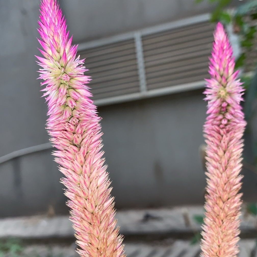In Bloom, A Macro Study