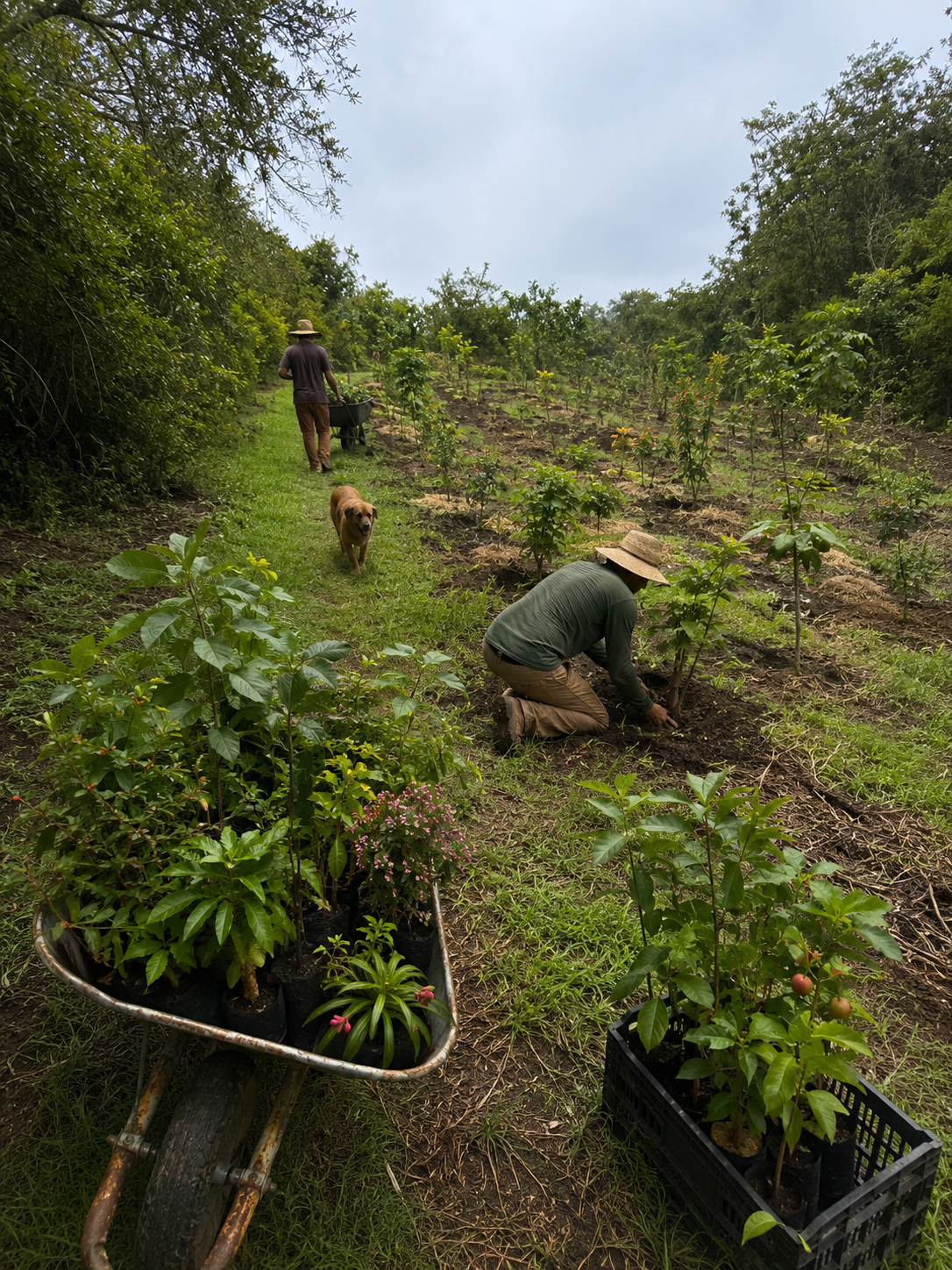 Cultivating Agroecological Networks