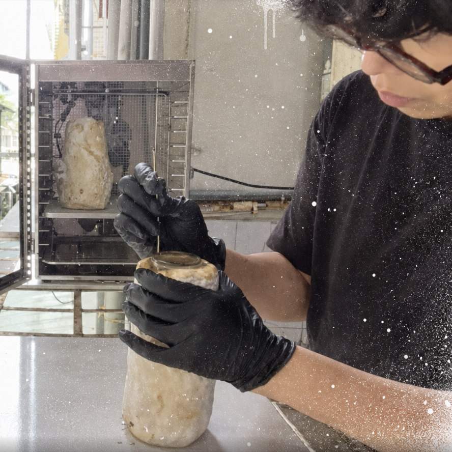 Balcony Mycelium Lab