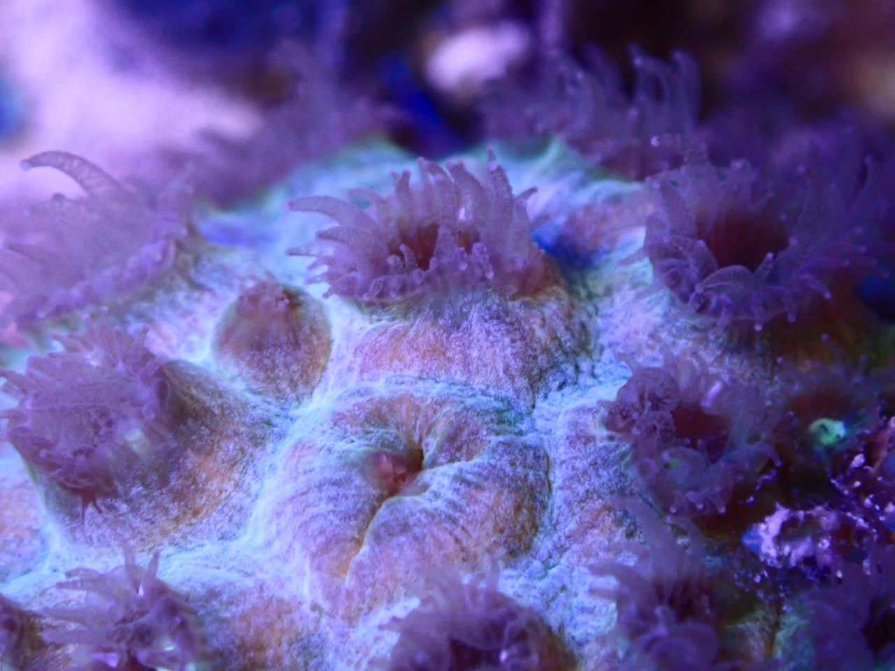 Regen Reef