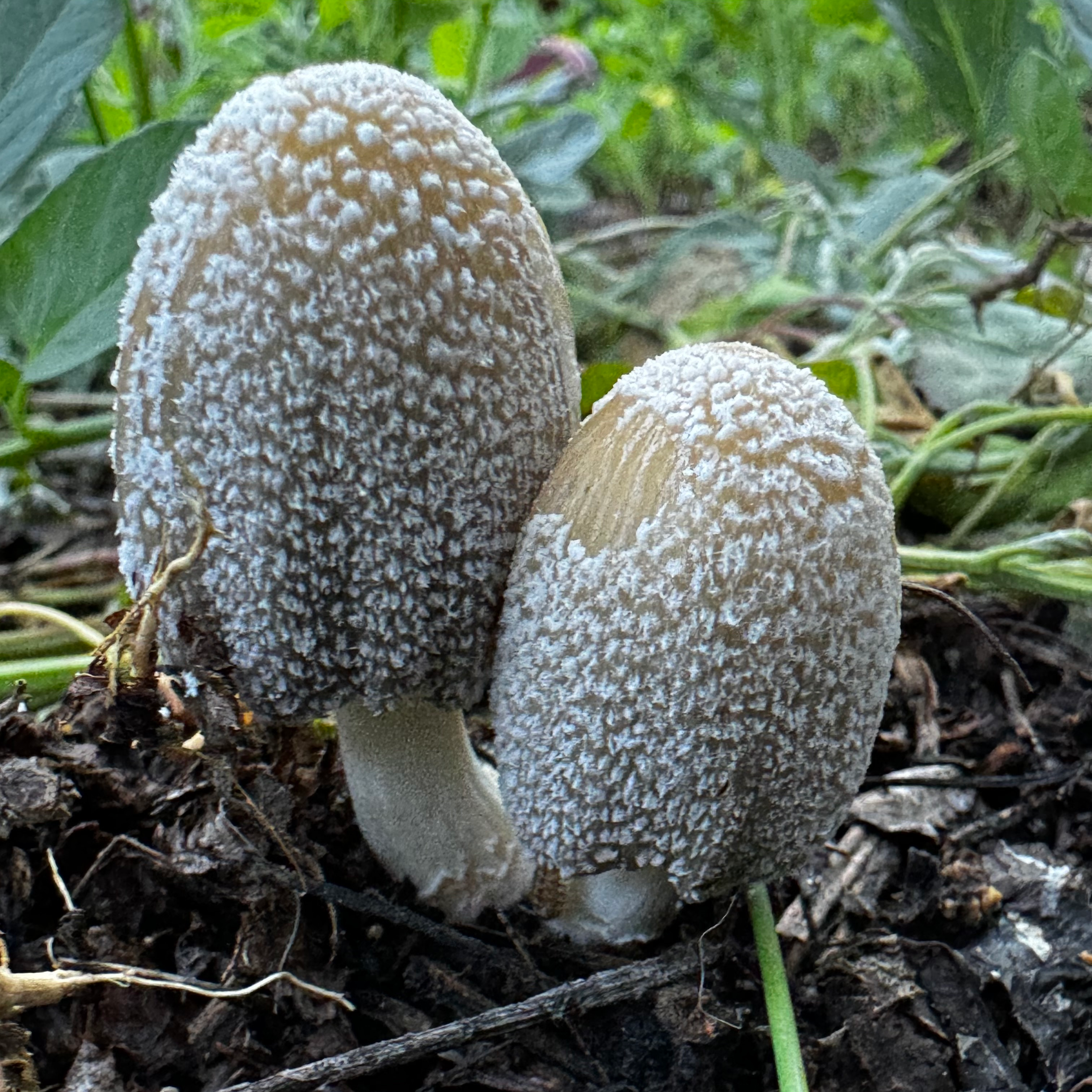 New Paths Forward Walking with Fungi To Remediate Front Line Communities