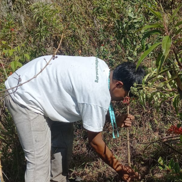 Choras Forest Recovery After Wildfire