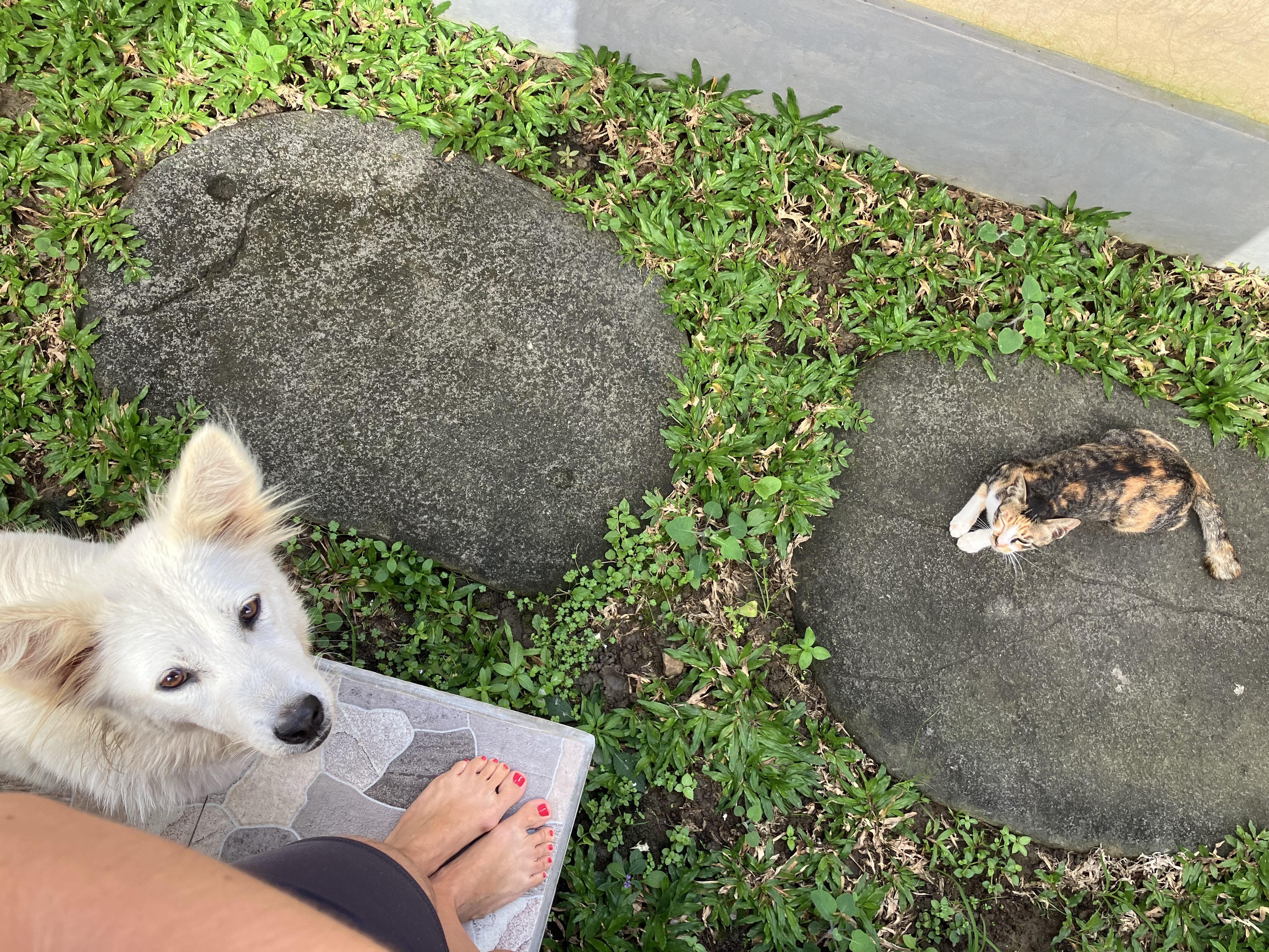 Healing with animals