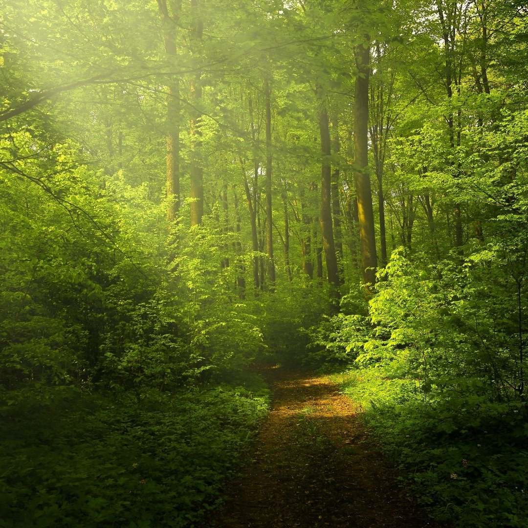 Regenerative Ecosystem