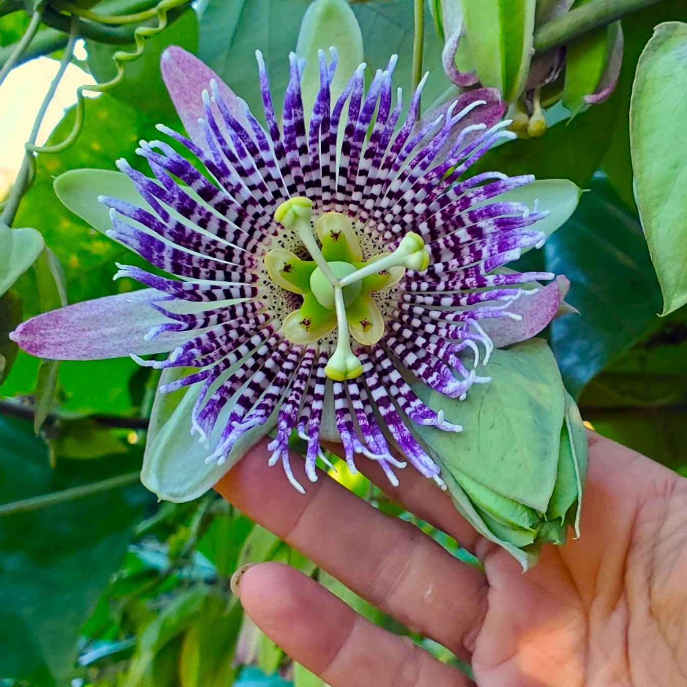Diamante Bloom's Living Record of Bridging Communities into the Garden