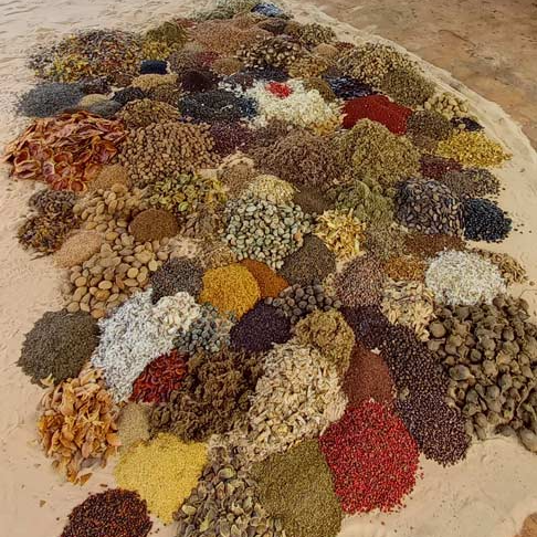 Cerrado Restoration & Direct Seeding