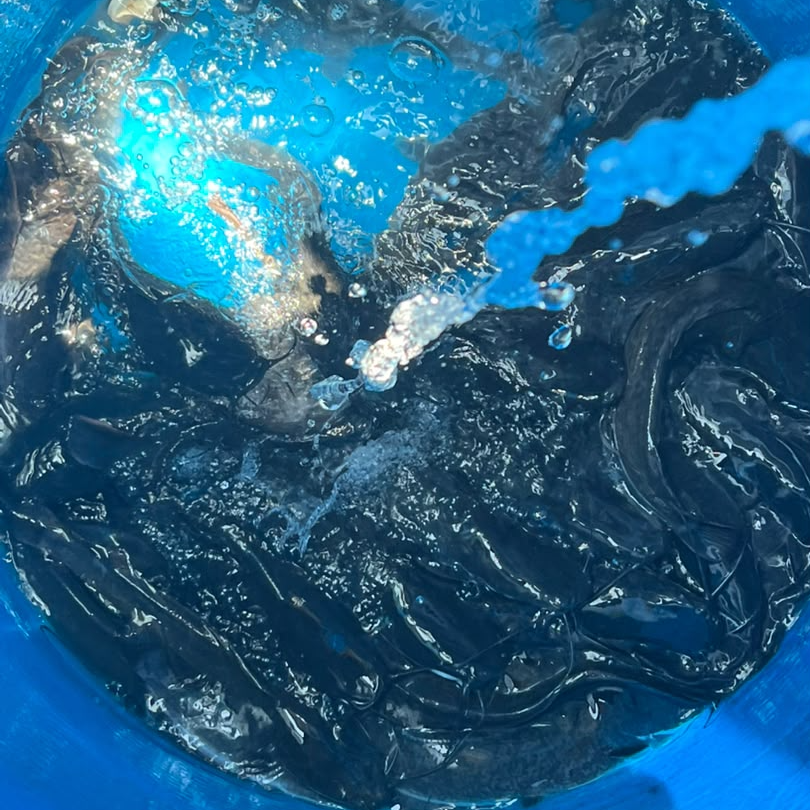 Scaling a sustainable fish farm